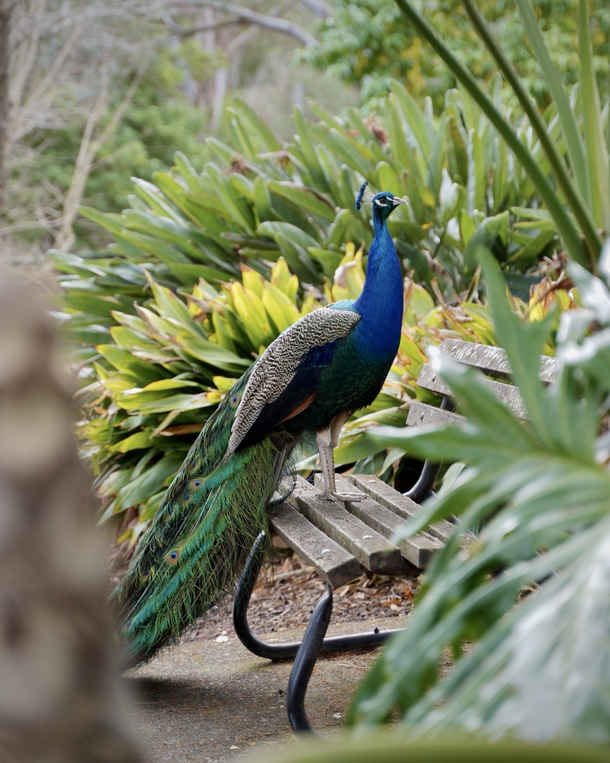 Peacock framed by garden foliage