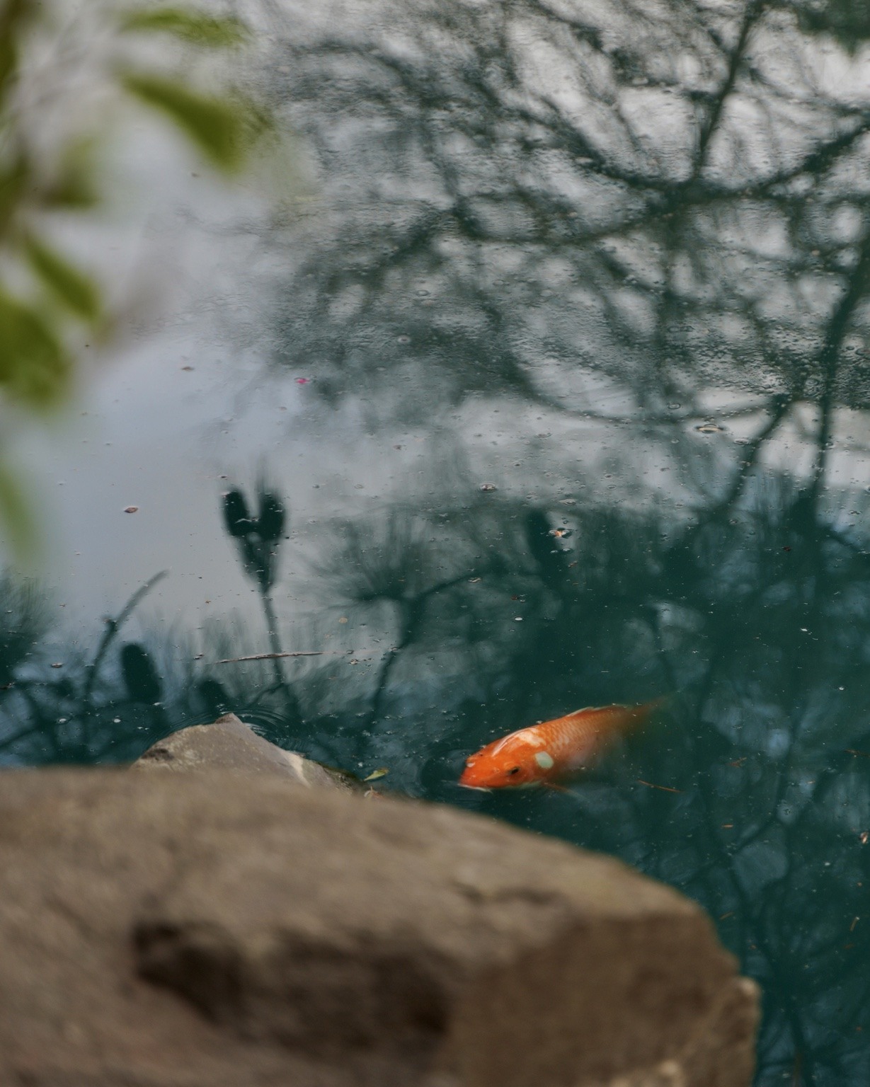 Koi beneath dark tree reflections